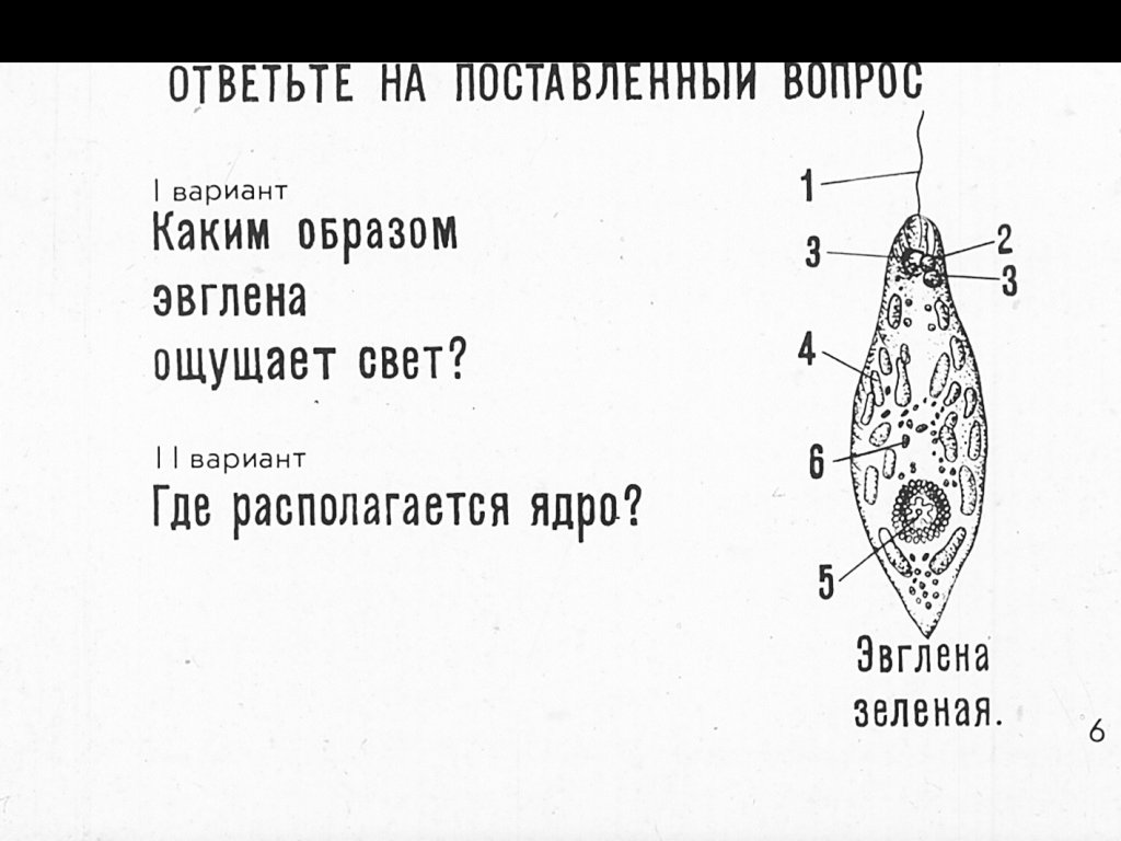 Кадр 6 диафильма «Простейшие»