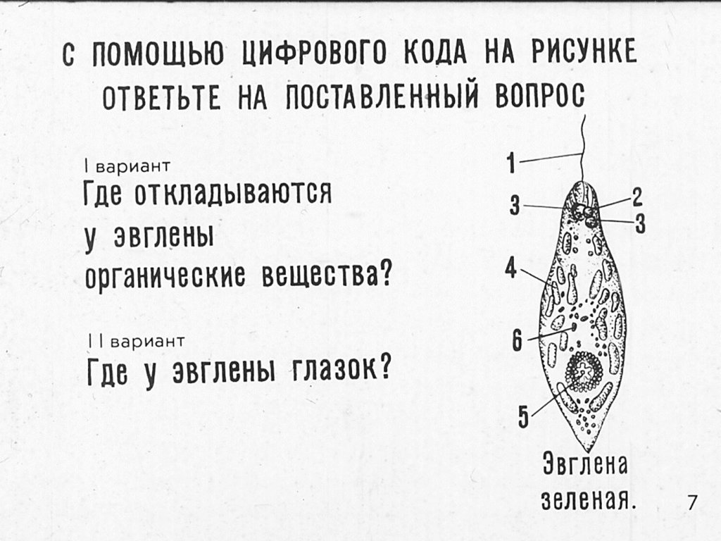 Кадр 7 диафильма «Простейшие»