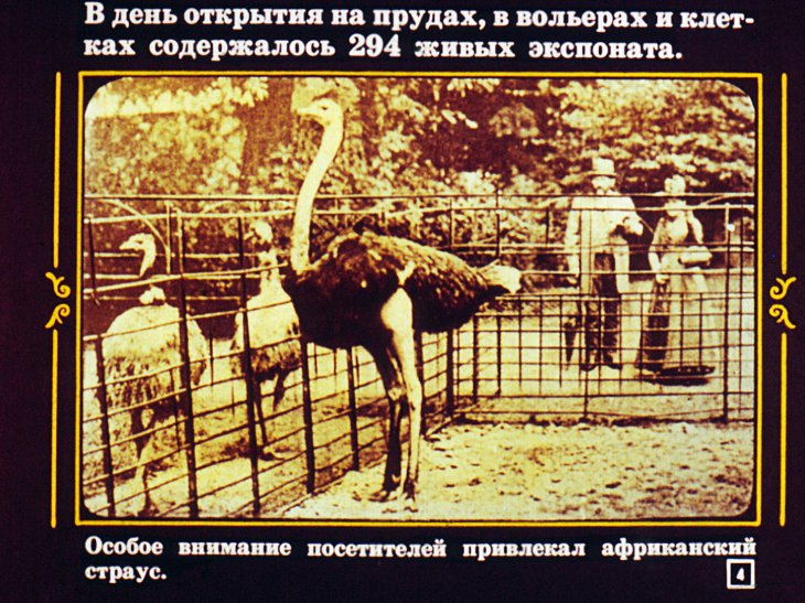 Кадр 4 диафильма «Московский зоопарк»