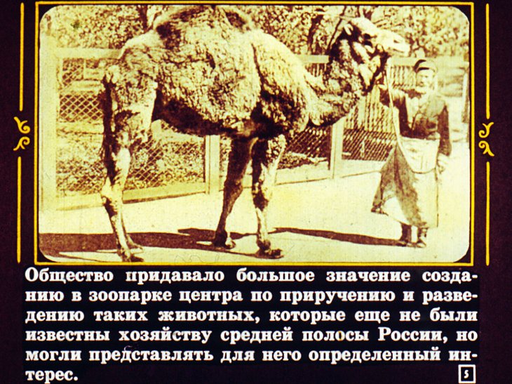 Кадр 5 диафильма «Московский зоопарк»