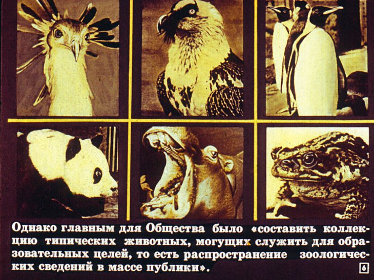 Кадр 6 диафильма «Московский зоопарк»