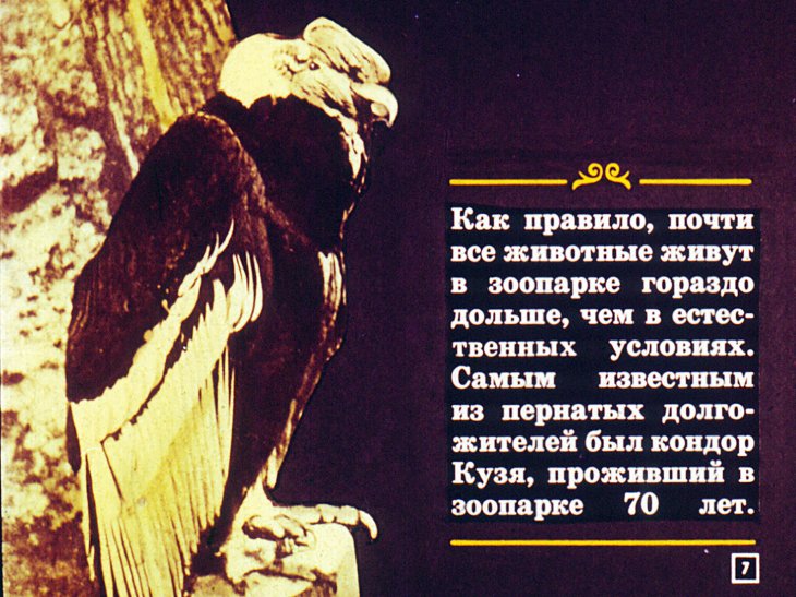 Кадр 7 диафильма «Московский зоопарк»