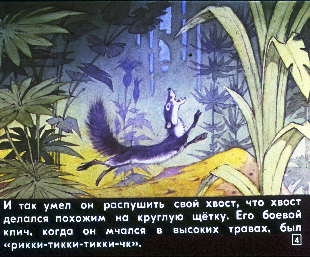 Кадр 4 диафильма «Рикки-Тики-Тави»
