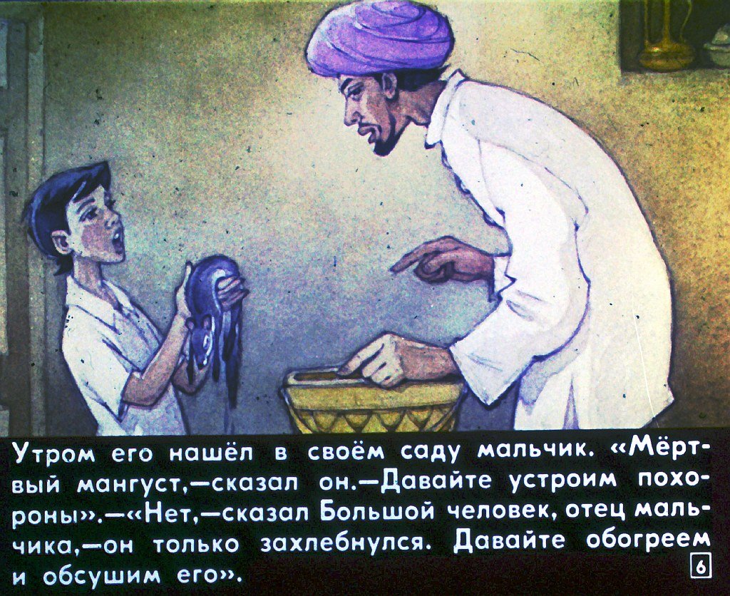 Кадр 6 диафильма «Рикки-Тики-Тави»