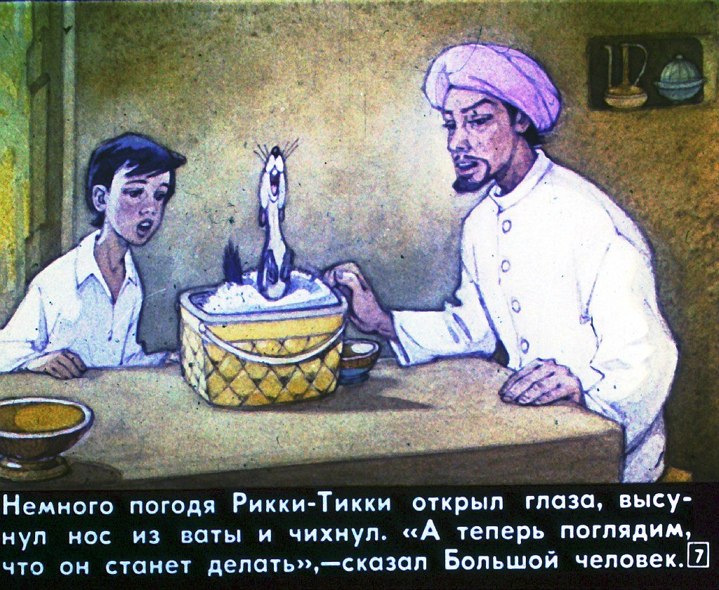 Кадр 7 диафильма «Рикки-Тики-Тави»