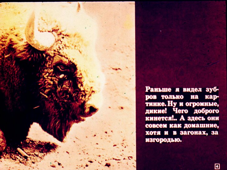 Кадр 4 диафильма «Звериная дача»