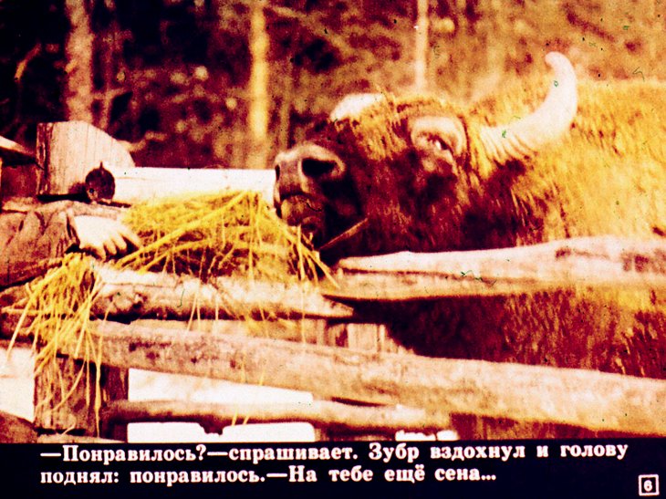 Кадр 6 диафильма «Звериная дача»