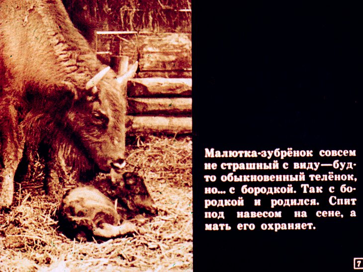 Кадр 7 диафильма «Звериная дача»