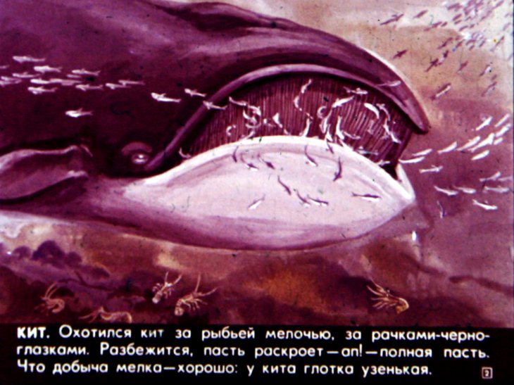 Кадр 2 диафильма «Кто живет в холодном море»