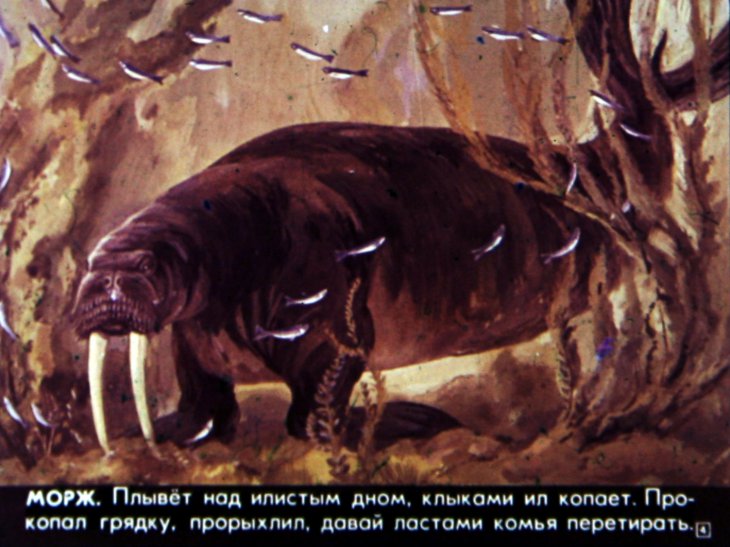 Кадр 4 диафильма «Кто живет в холодном море»