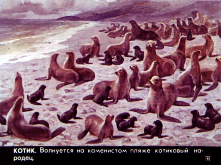 Кадр 6 диафильма «Кто живет в холодном море»