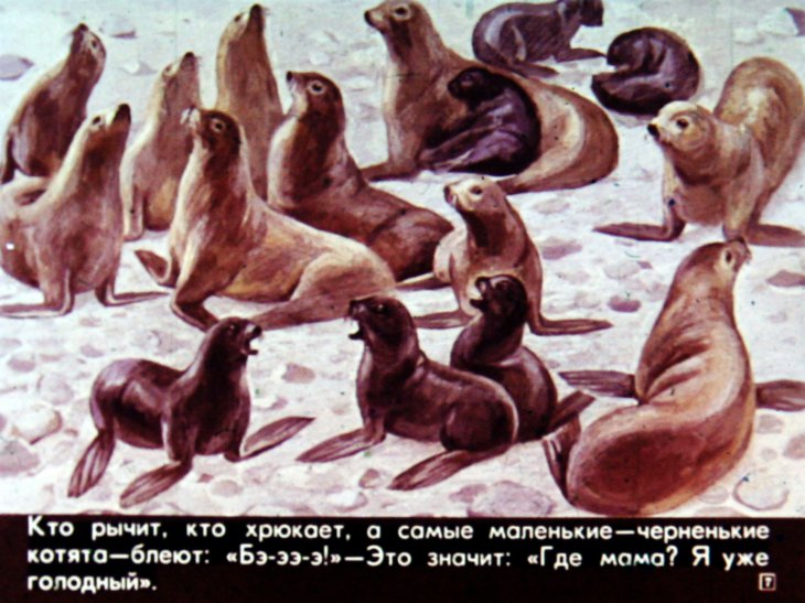 Кадр 7 диафильма «Кто живет в холодном море»