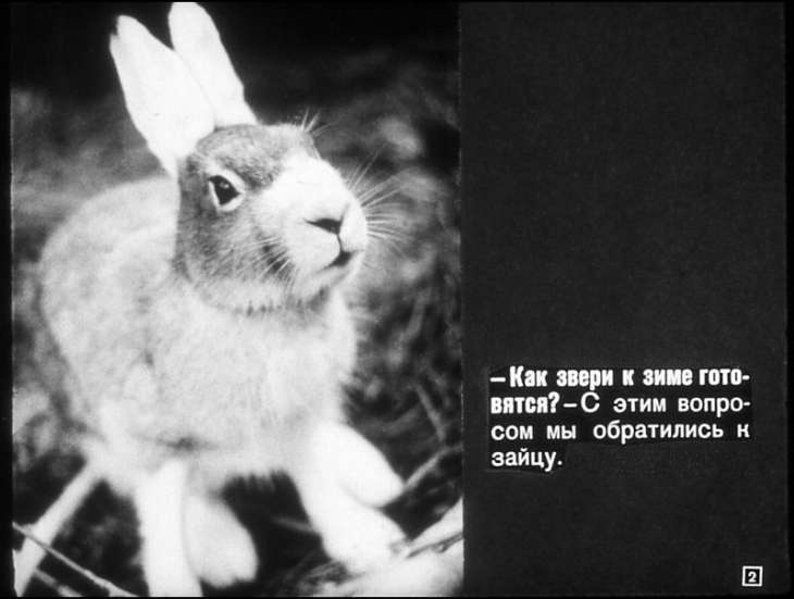 Кадр 2 диафильма «Как звери к зиме готовятся»