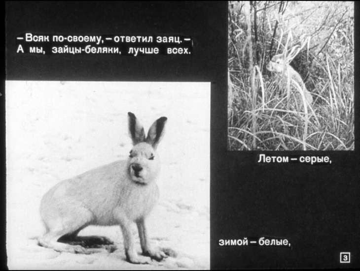 Кадр 3 диафильма «Как звери к зиме готовятся»