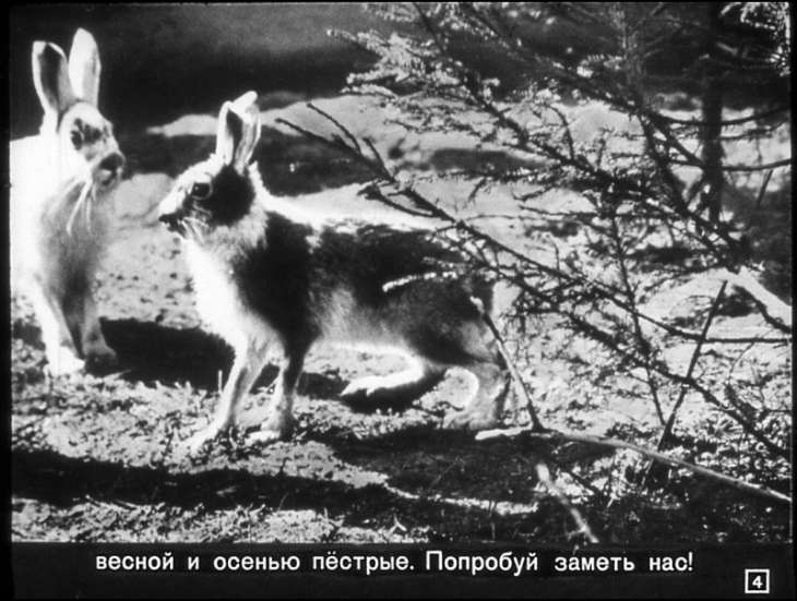 Кадр 4 диафильма «Как звери к зиме готовятся»