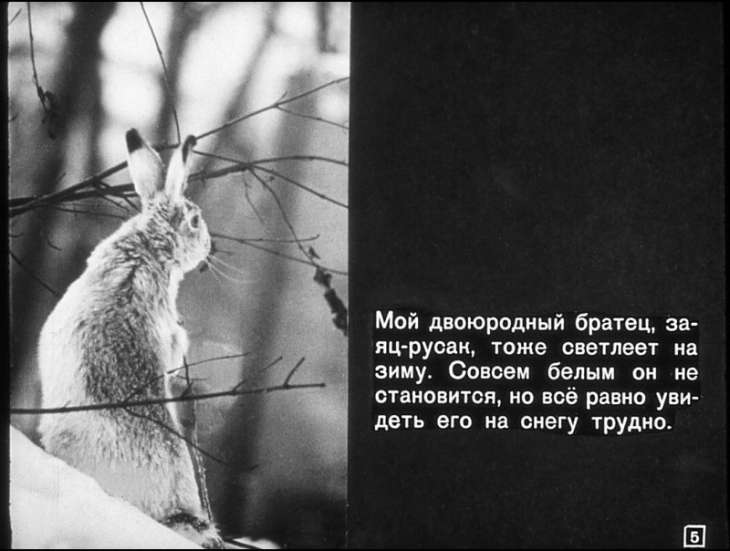 Кадр 5 диафильма «Как звери к зиме готовятся»