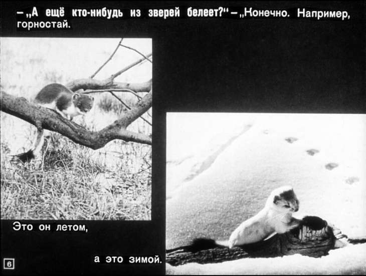 Кадр 6 диафильма «Как звери к зиме готовятся»