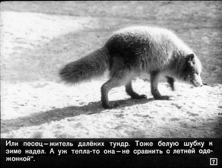 Кадр 7 диафильма «Как звери к зиме готовятся»