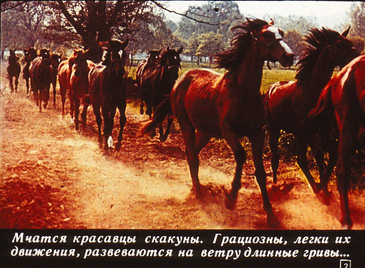 Кадр 2 диафильма «Серые, гнедые, вороные»