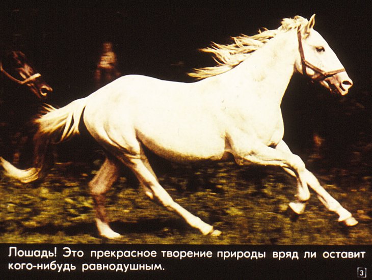 Кадр 3 диафильма «Серые, гнедые, вороные»