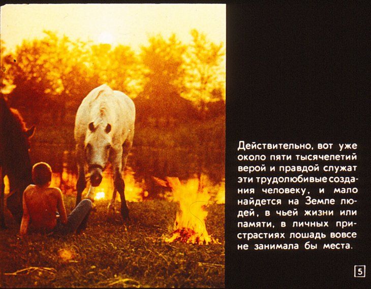 Кадр 5 диафильма «Серые, гнедые, вороные»