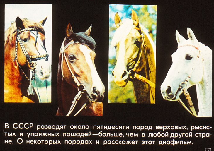 Кадр 6 диафильма «Серые, гнедые, вороные»