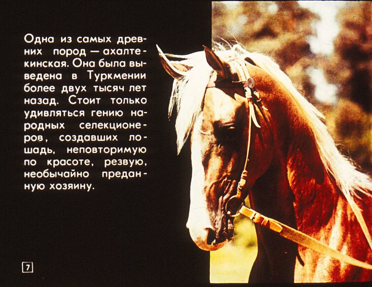 Кадр 7 диафильма «Серые, гнедые, вороные»