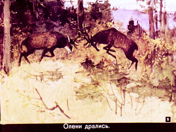 Кадр 5 диафильма «Приключения Мак-Леггана»