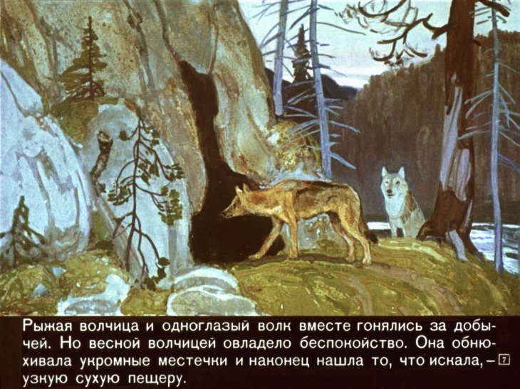 Кадр 7 диафильма «Белый Клык»