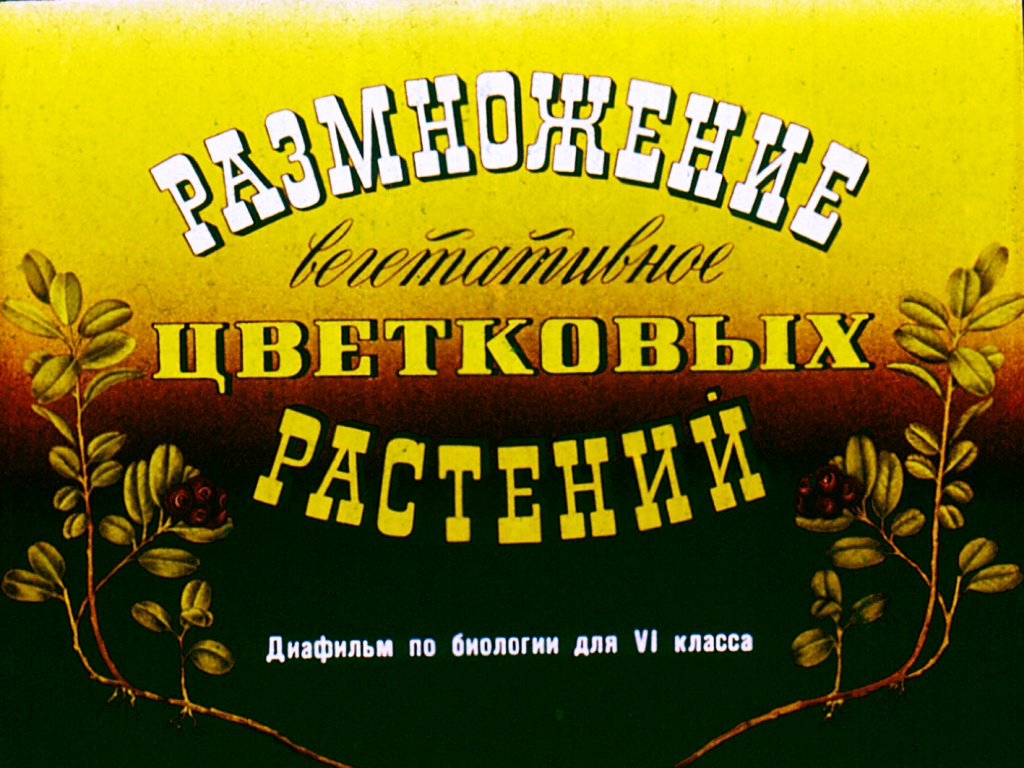 Кадр 1 диафильма «Вегетативное размножение цветковых растений»