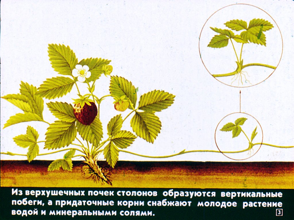Кадр 3 диафильма «Вегетативное размножение цветковых растений»