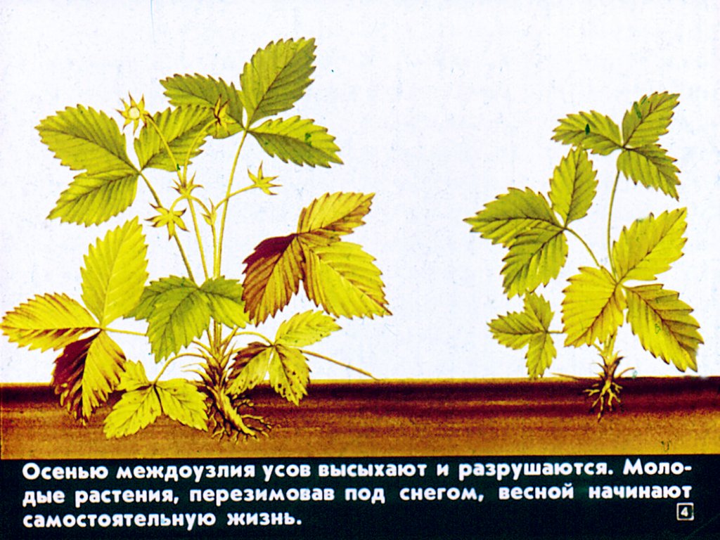 Кадр 4 диафильма «Вегетативное размножение цветковых растений»