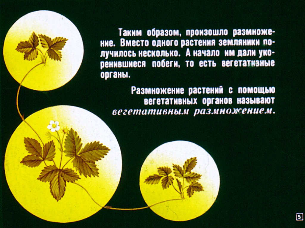 Кадр 5 диафильма «Вегетативное размножение цветковых растений»