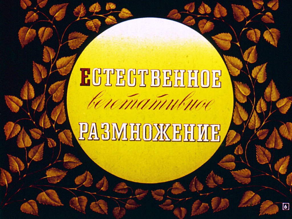 Кадр 6 диафильма «Вегетативное размножение цветковых растений»