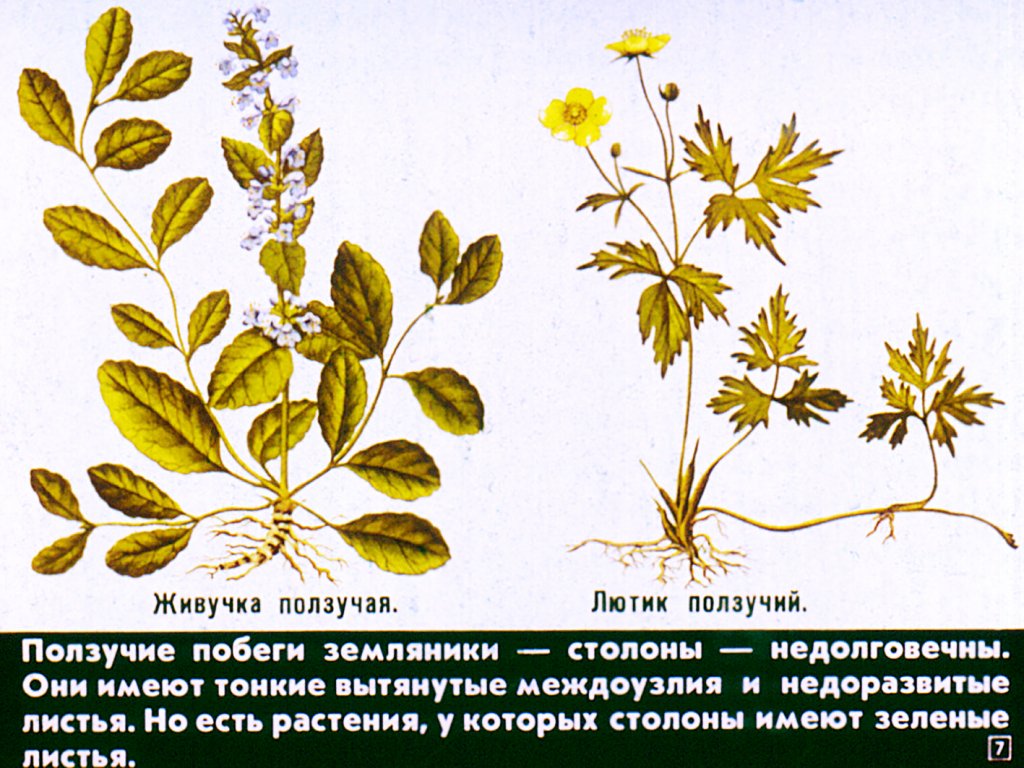 Кадр 7 диафильма «Вегетативное размножение цветковых растений»
