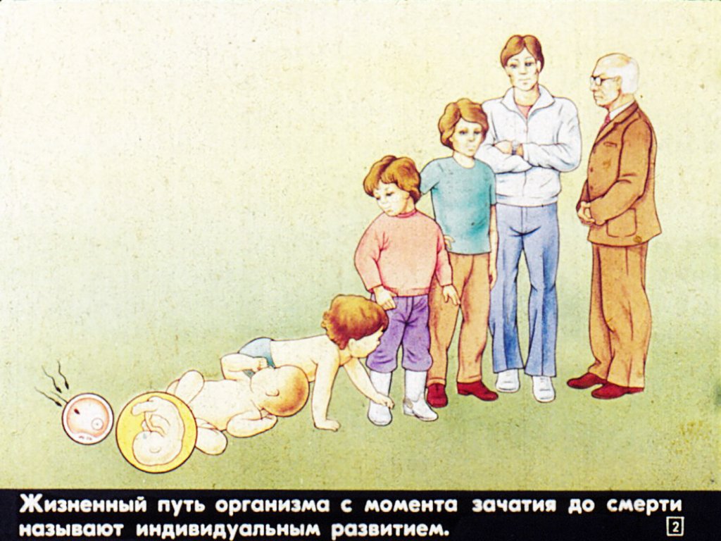 Кадр 2 диафильма «Индивидуальное развитие человека»