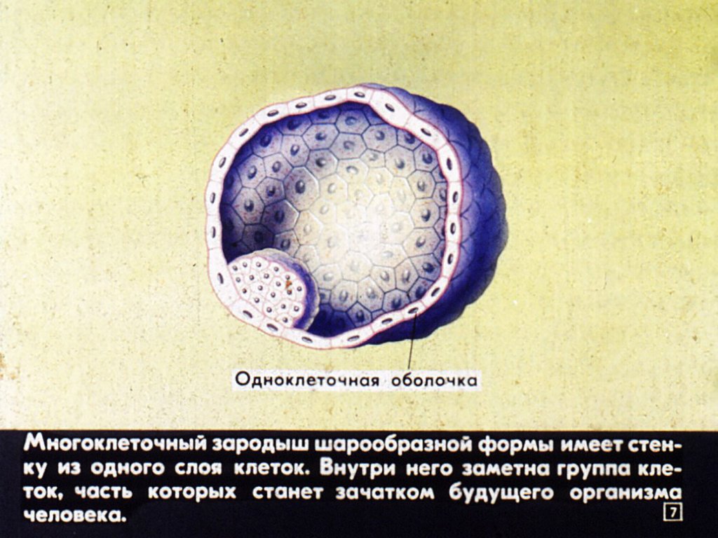 Кадр 7 диафильма «Индивидуальное развитие человека»