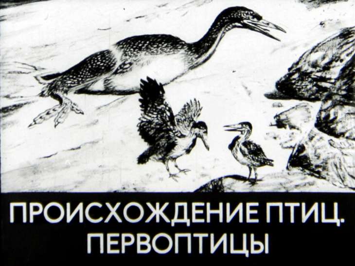 Кадр 1 диафильма «Происхождение птиц. Первоптицы»