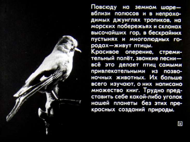Кадр 2 диафильма «Происхождение птиц. Первоптицы»