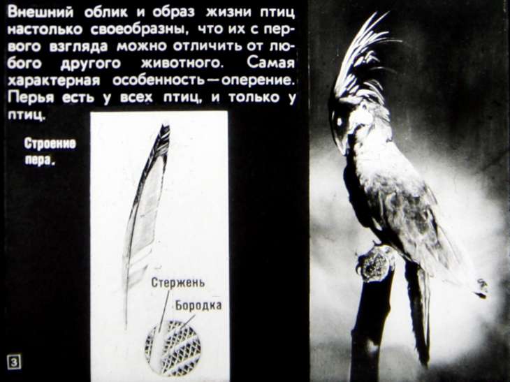 Кадр 3 диафильма «Происхождение птиц. Первоптицы»