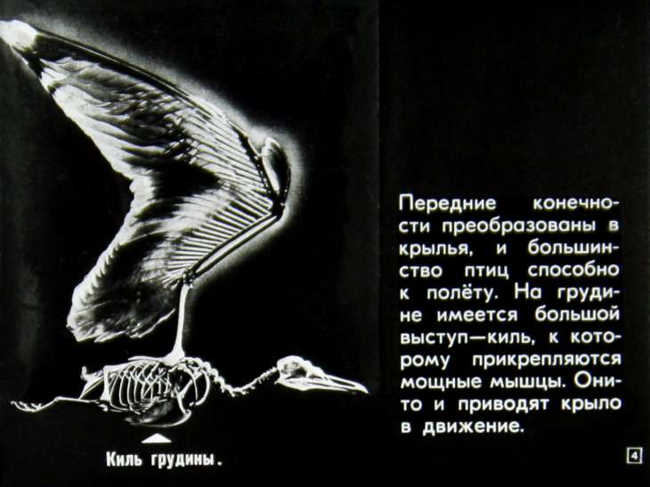 Кадр 4 диафильма «Происхождение птиц. Первоптицы»