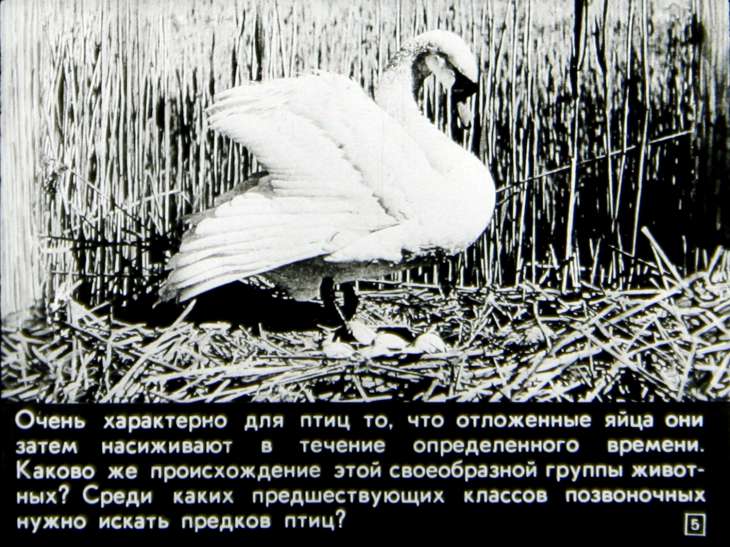 Кадр 5 диафильма «Происхождение птиц. Первоптицы»