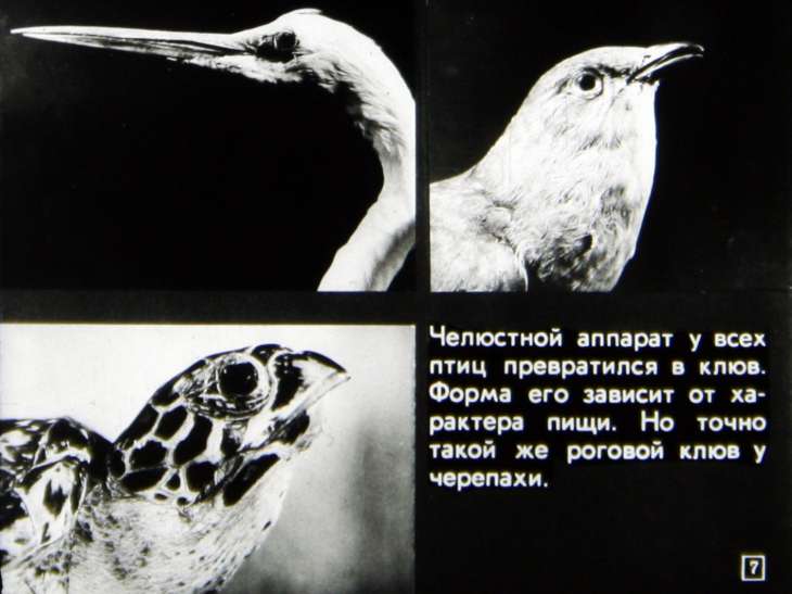Кадр 7 диафильма «Происхождение птиц. Первоптицы»
