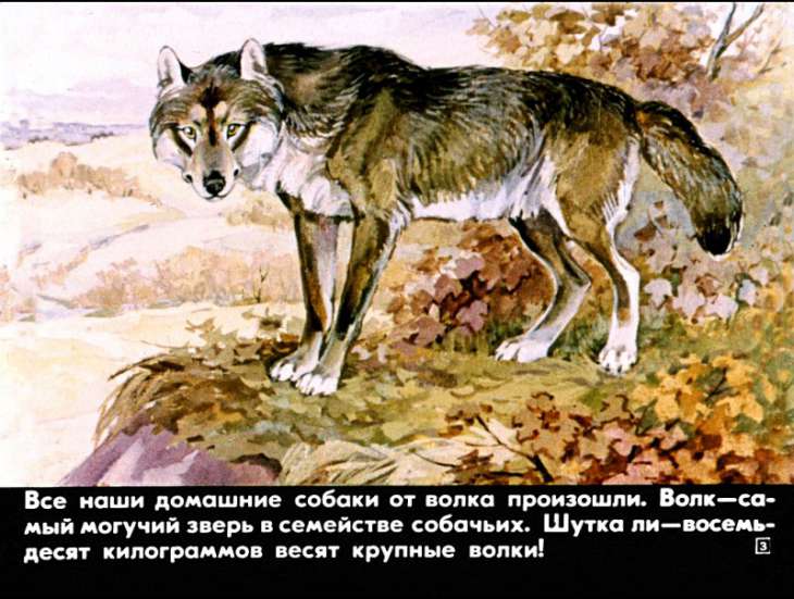 Кадр 3 диафильма «Это все собаки»