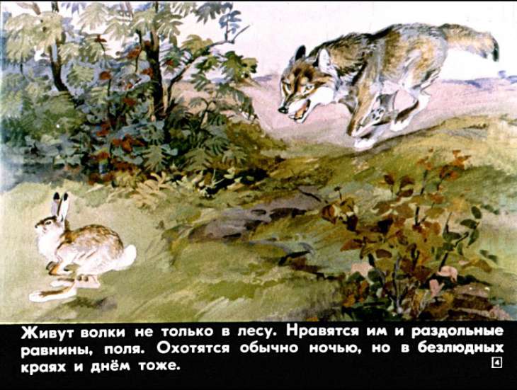 Кадр 4 диафильма «Это все собаки»