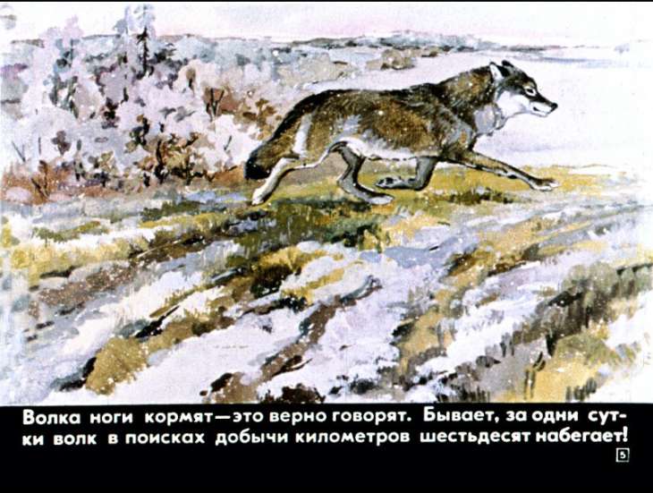 Кадр 5 диафильма «Это все собаки»