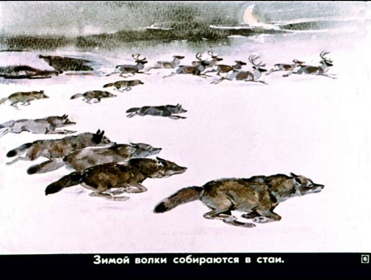 Кадр 6 диафильма «Это все собаки»