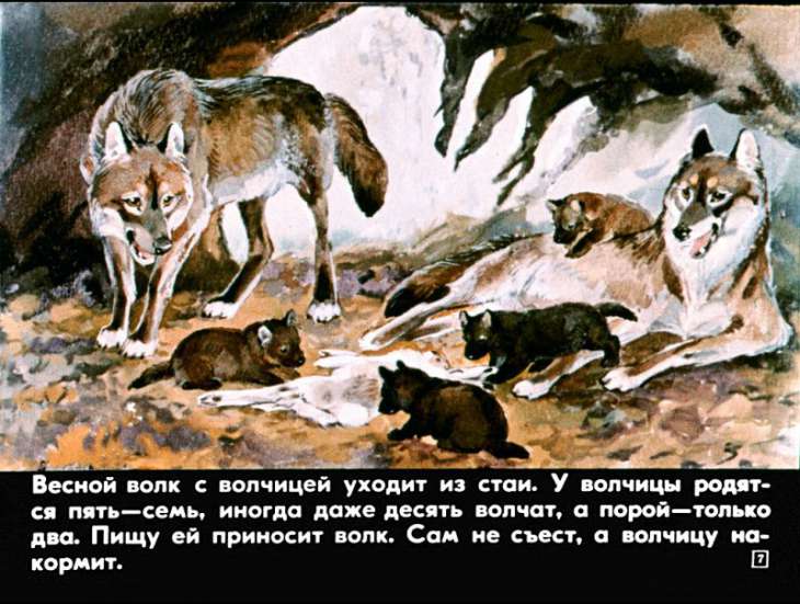 Кадр 7 диафильма «Это все собаки»