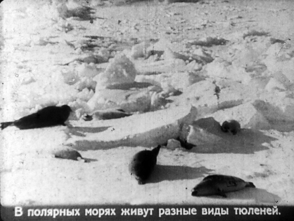 Кадр 2 диафильма «Во льдах океана. Часть 2»