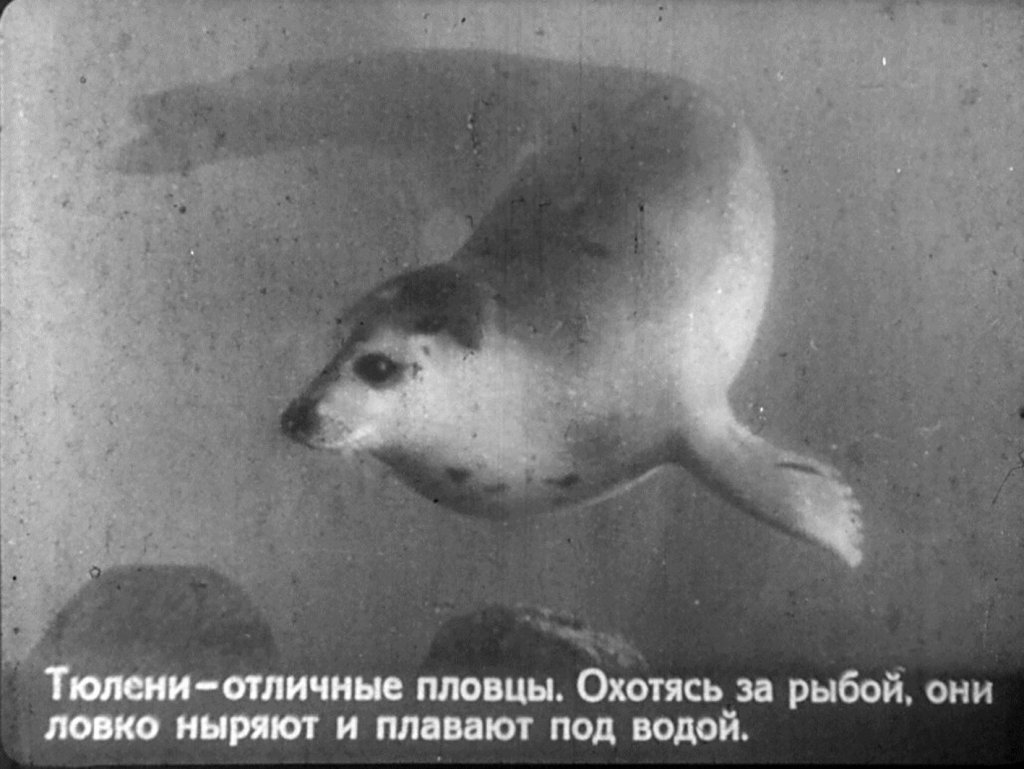 Кадр 3 диафильма «Во льдах океана. Часть 2»
